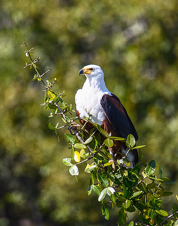 Fish Eagle