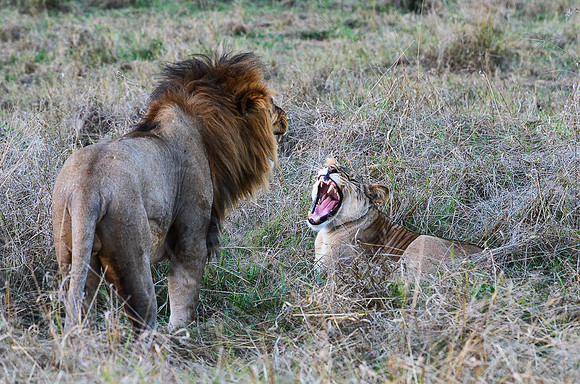 Matting Lions
