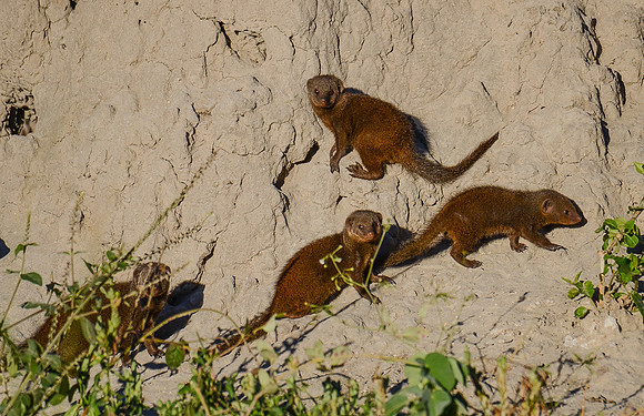 Pigmy Mongoose on termite mound....