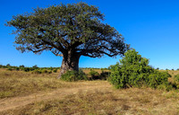 BaoBab tree ( many well over 1000 years old)