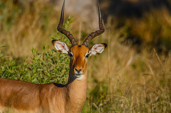 Male Impala