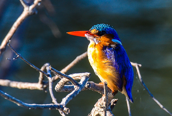 Malachite Kingfisher
