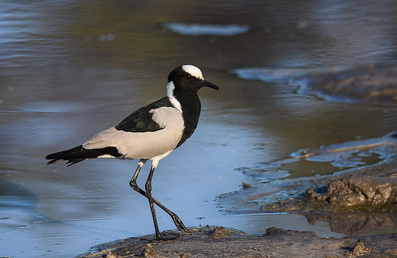 Blacksmith Lapwing