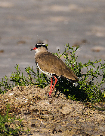 Stilt