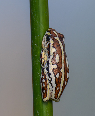 Painted Reed Frog