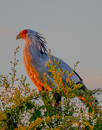 SecretaryBird
