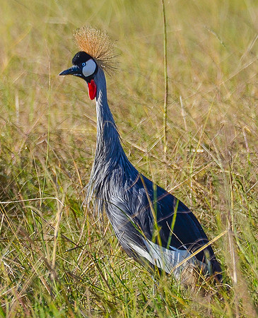 Gray Crowned Crane
