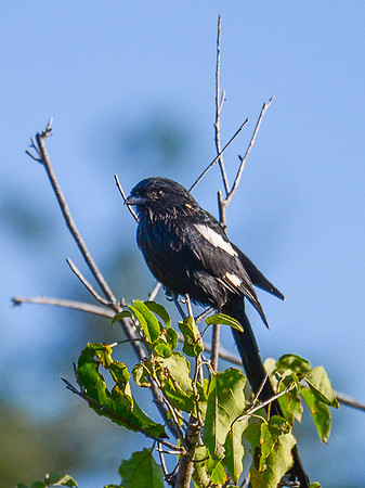 Magpie Shrike