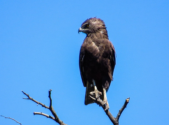 Brown Snake Eagle