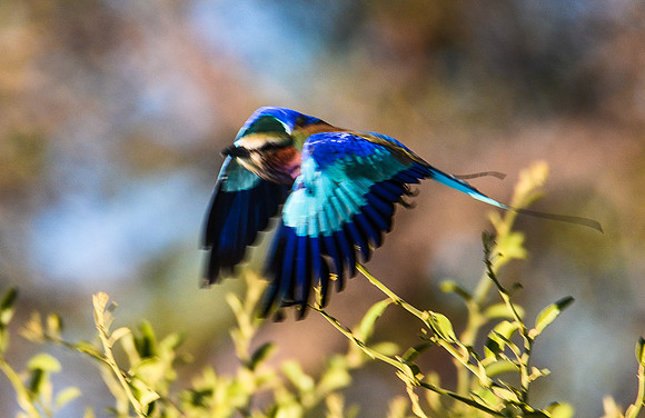love this image, despite it's out of focus......