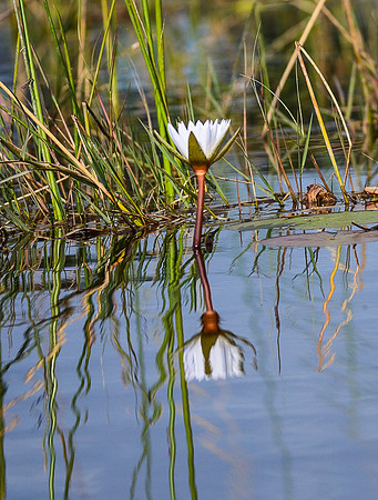 Water Lily