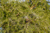 Acacia tree. full of thorns, but favorite food of Girafes and Elephants