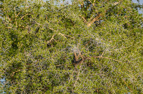 Acacia tree. full of thorns, but favorite food of Girafes and Elephants