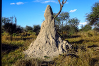 Termite mound... some well over 10 feet high