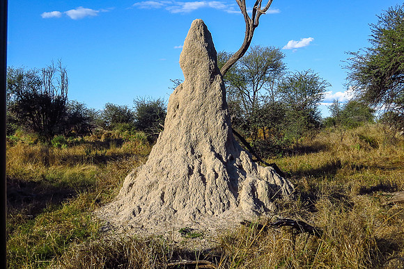 Termite mound... some well over 10 feet high