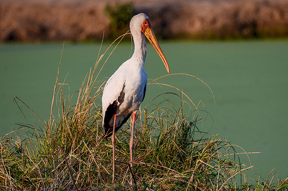 Yellow-Billed Stork