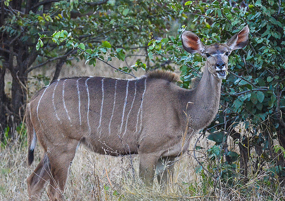 Kudu