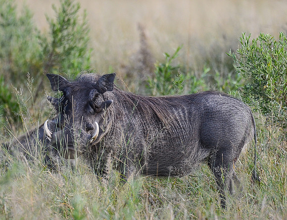 Warthog