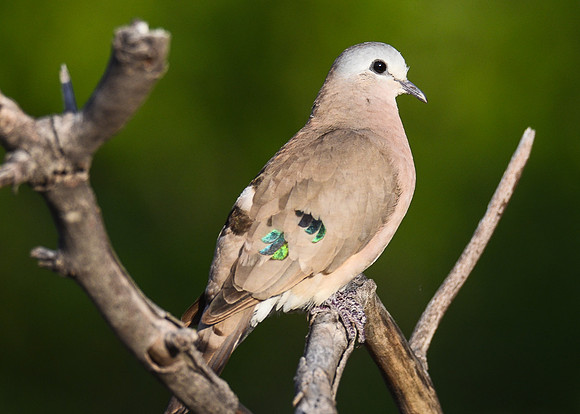 Emerald-Spotted Wood Dove