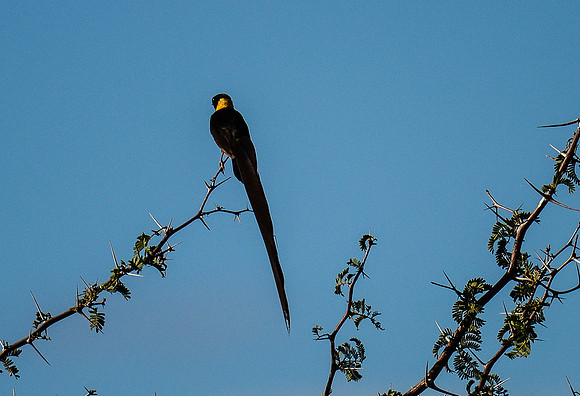 Magpie Shrike