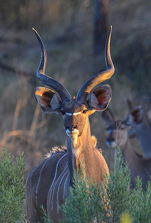 Kudu