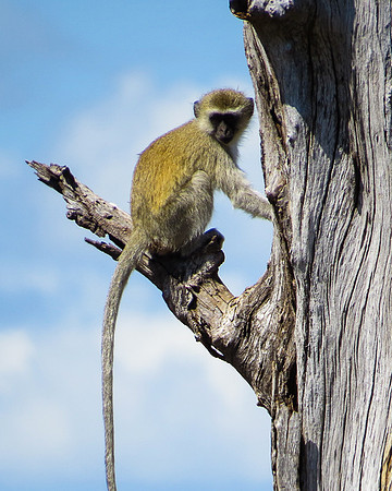 Verreaux's Sifaka