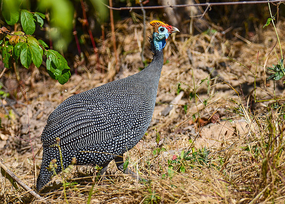 Helmeted Guineafowl