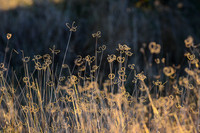 entering winter dry season