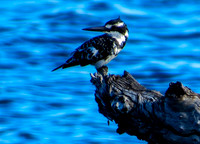 Pied Kingfisher