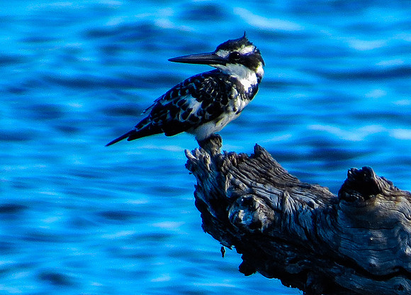 Pied Kingfisher