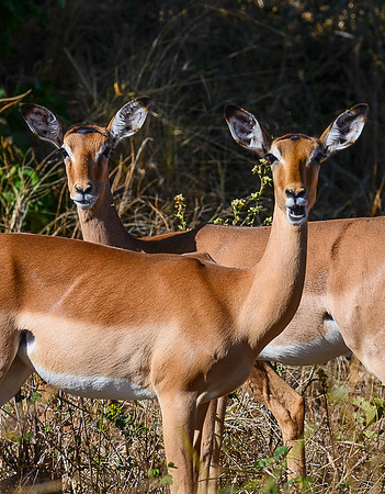Impala