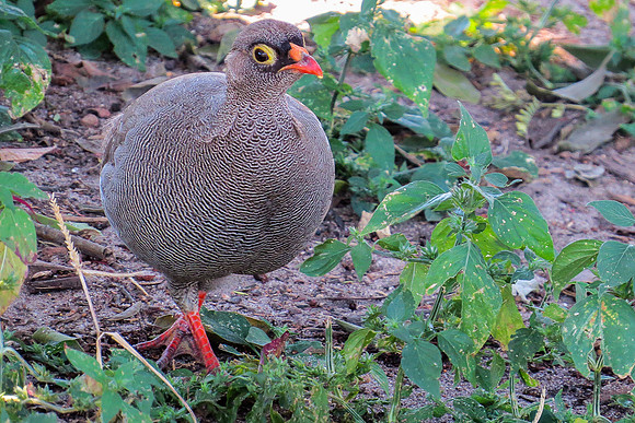 Francolin (? variety)