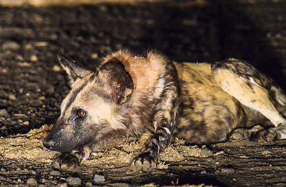 Painted Wild dog (evening shot in Rover headlights)