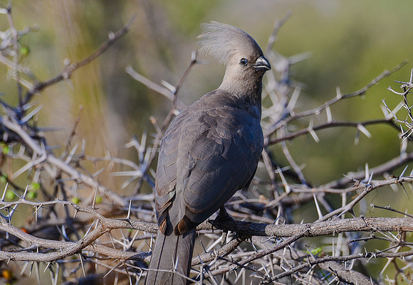 Gray Go-Away Bird