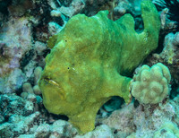 Frogfish