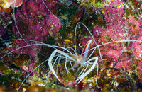 Ghost Shrimp
