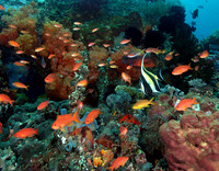 Indonesia 2006