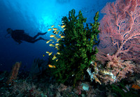 Solomon Islands Underwater 2010