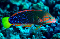 Yellowtail Coris