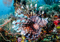 Indonesia Dive trip 2013: Manado and Sorong to Bitung aboard M/V Ocean Rover