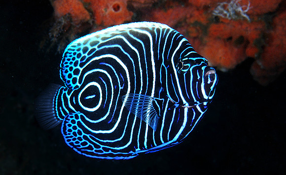 Juvenile Emperor Angelfish