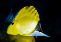 Longnose Butterflyfish