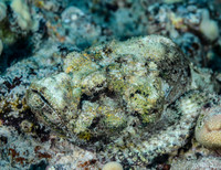 Devil Scorpionfish
