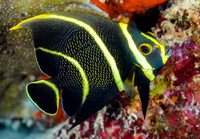Bonaire underwater- February 2017
