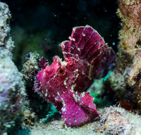 Purple Leaf Scorpionfish