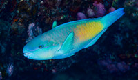 Bullethead Parrotfish