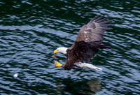 Alaska trip Aug. 3-18, 2017