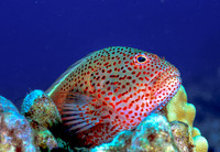 Blackside Hawkfish