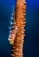 Gorgonian Goby