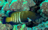 Peacock Grouper
